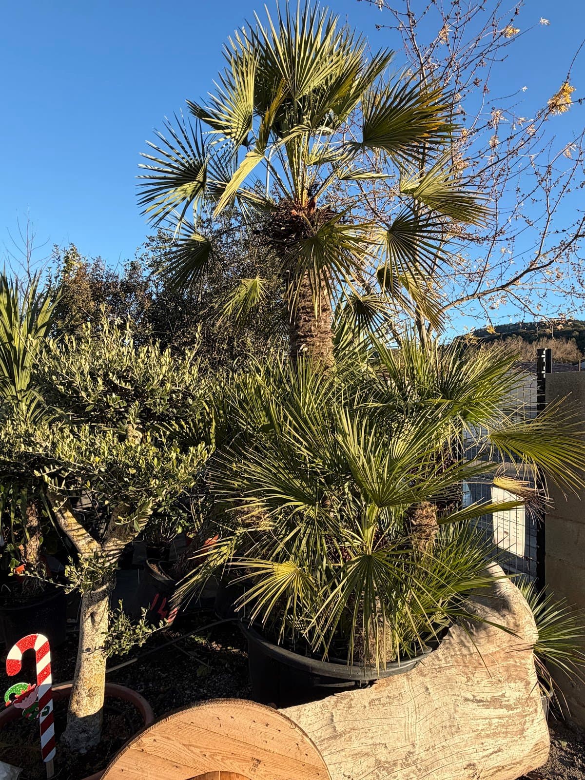 Photo 2 — La pepi de beda