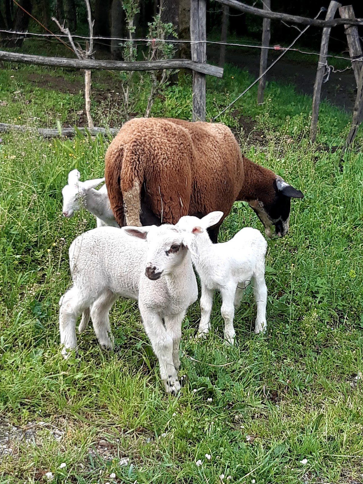 Logo — la ferme colal